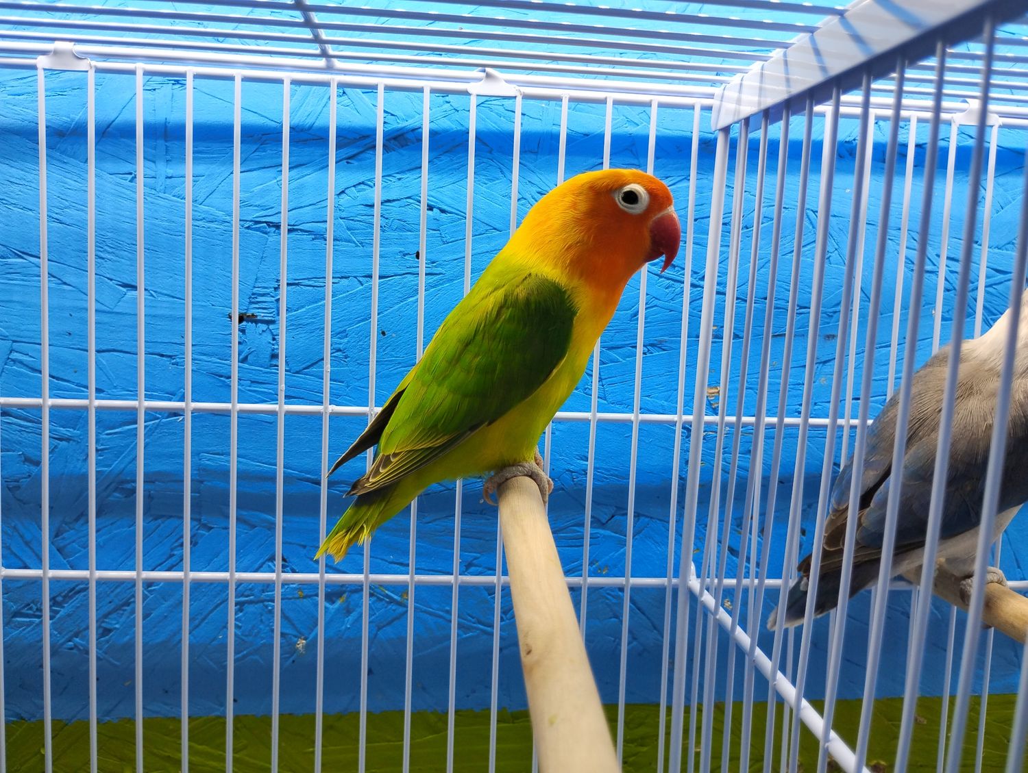 Green Orange head Fisher Lovebird