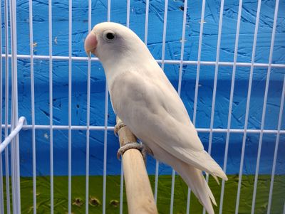 All white Black eye Lovebird