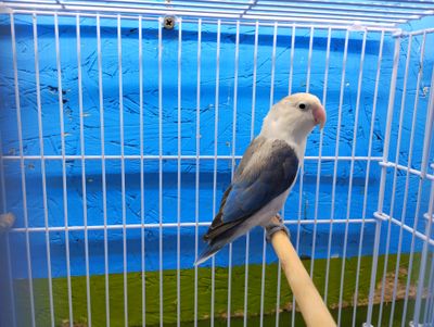 Euwing Violet Fisher Lovebird 