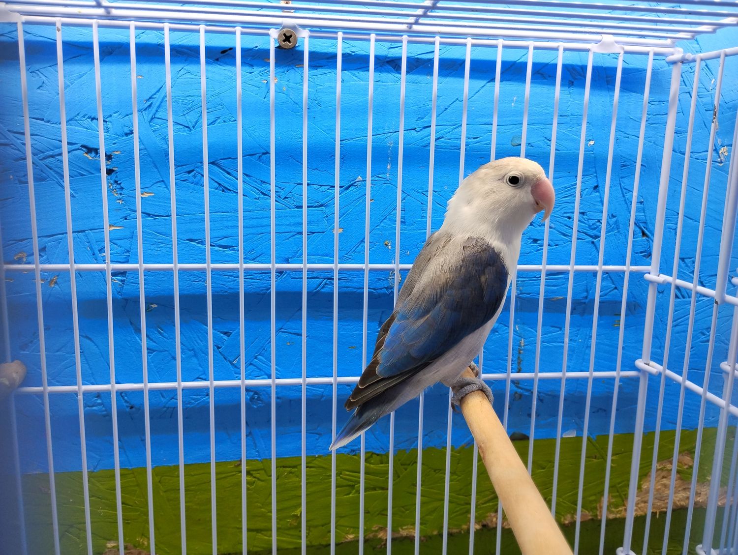 Euwing Violet Fisher Lovebird 