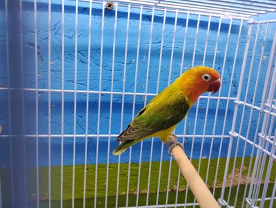 Euwing Orange Head Lovebird