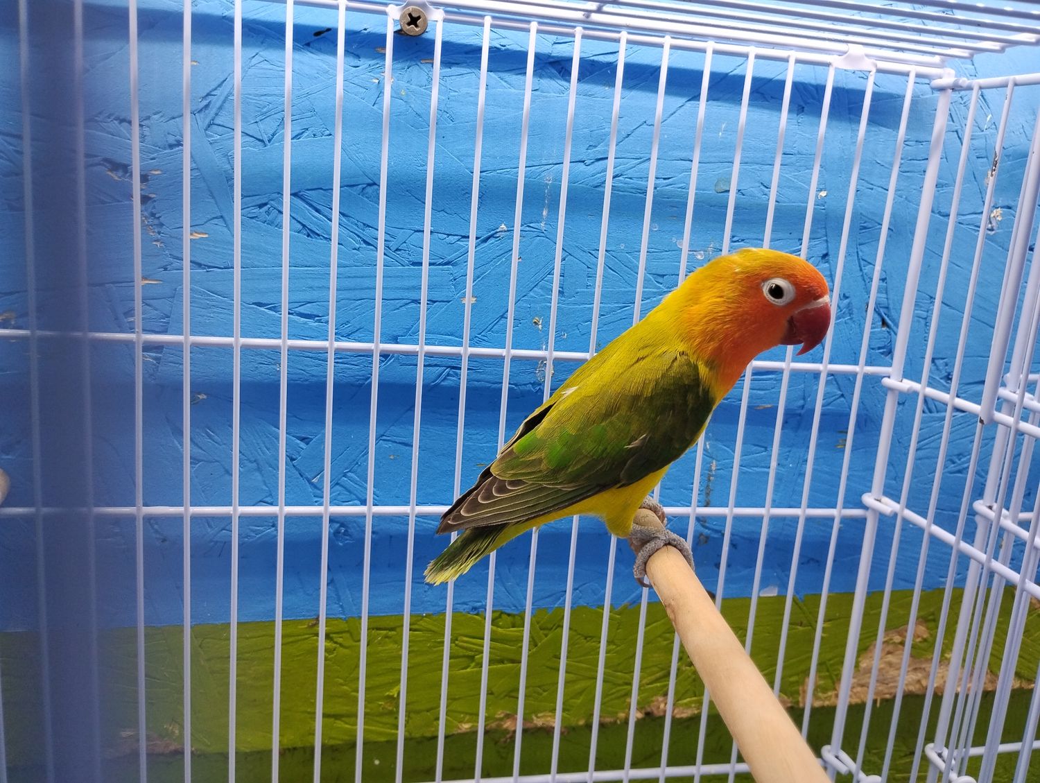 Euwing Orange Head Lovebird