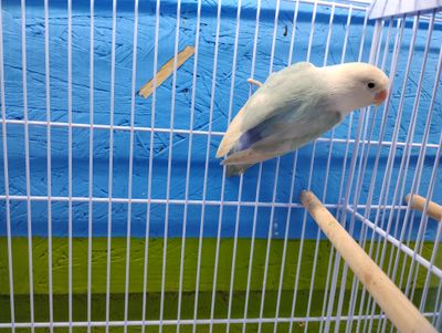 White Head Light Blue Fisher Lovebird