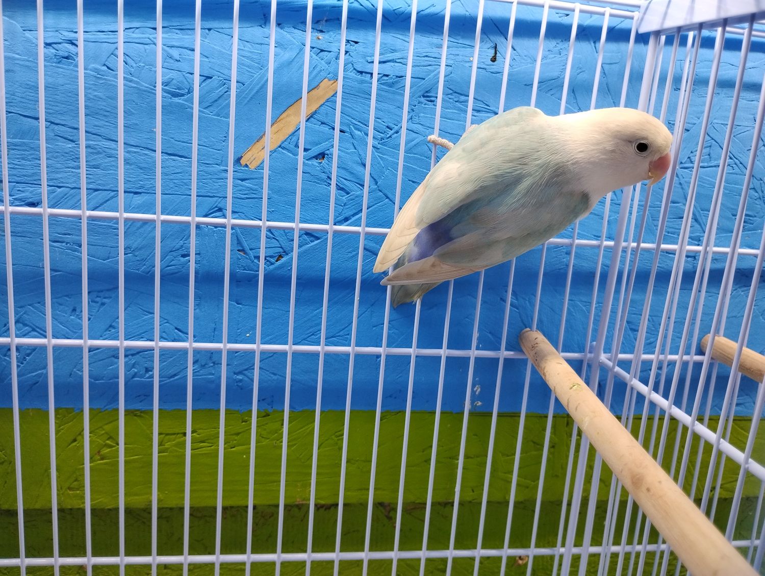 White Head Light Blue Fisher Lovebird