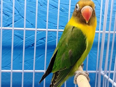 Green Fisher Lovebird