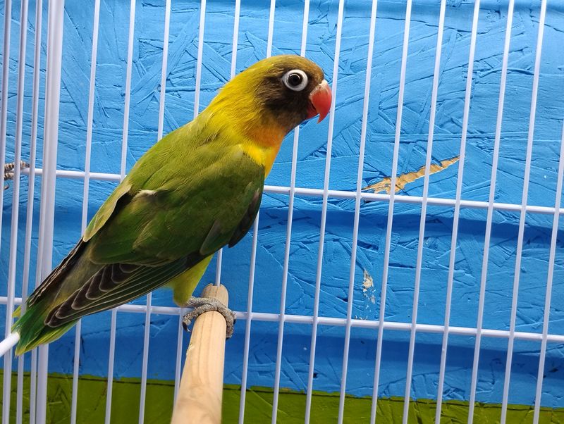 Green 💚 Fisher Lovebird Black head Lovebird