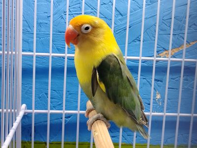 Green 💚 Yellow face Parblue Fisher Lovebirdd