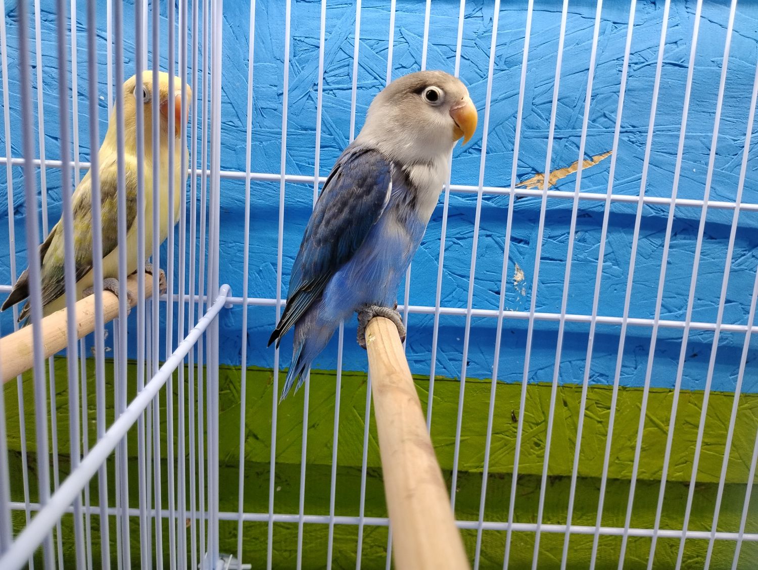 Violet Fisher Lovebird