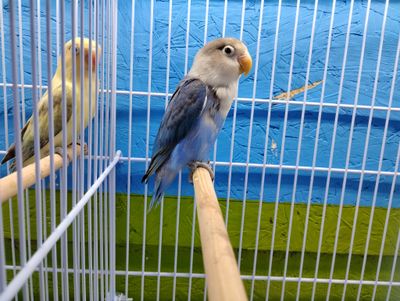 Violet Fisher Lovebird