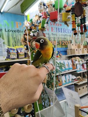 Green Black Mask Lovebird