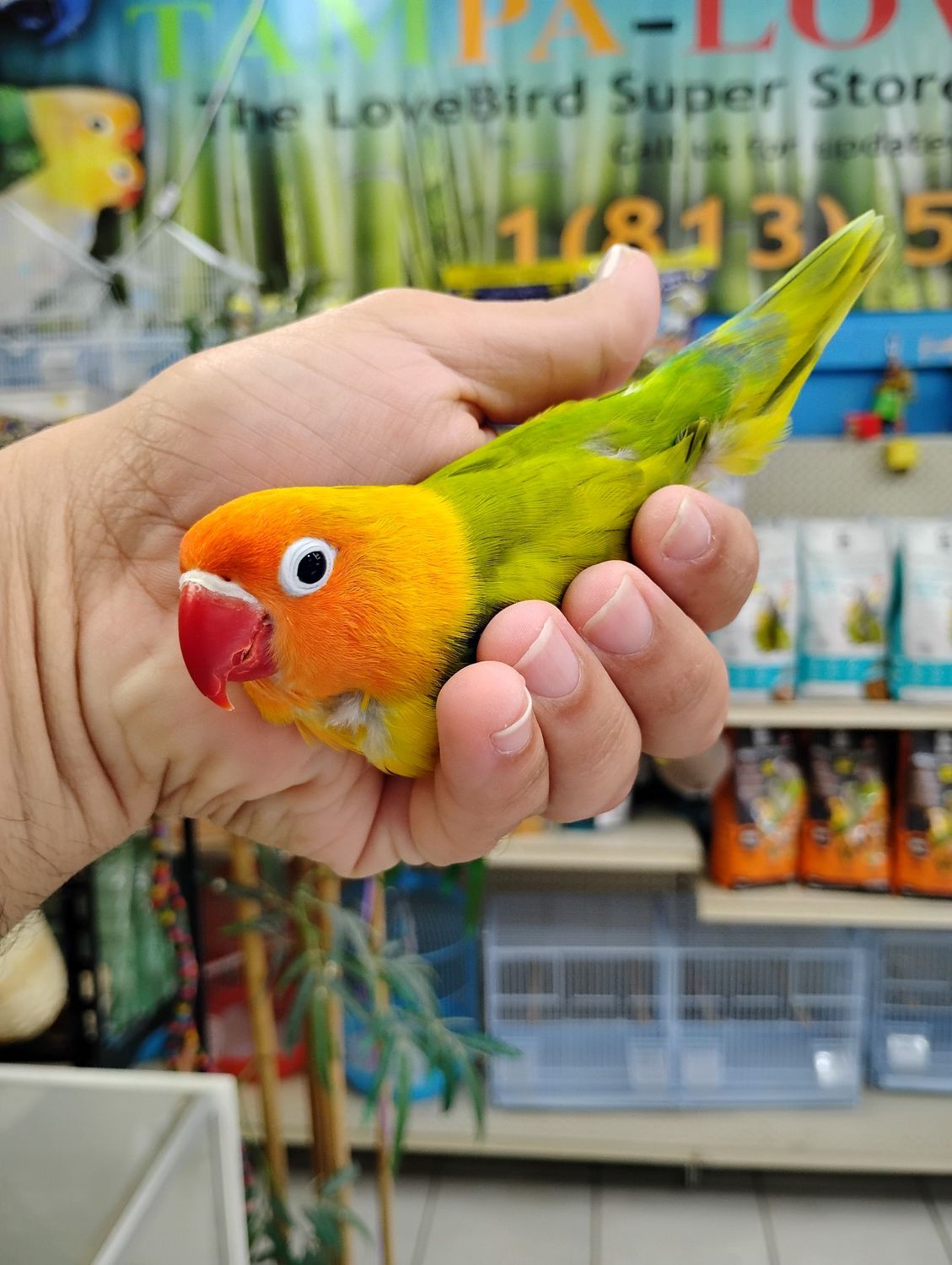 Green Orange Head Fisher Lovebird