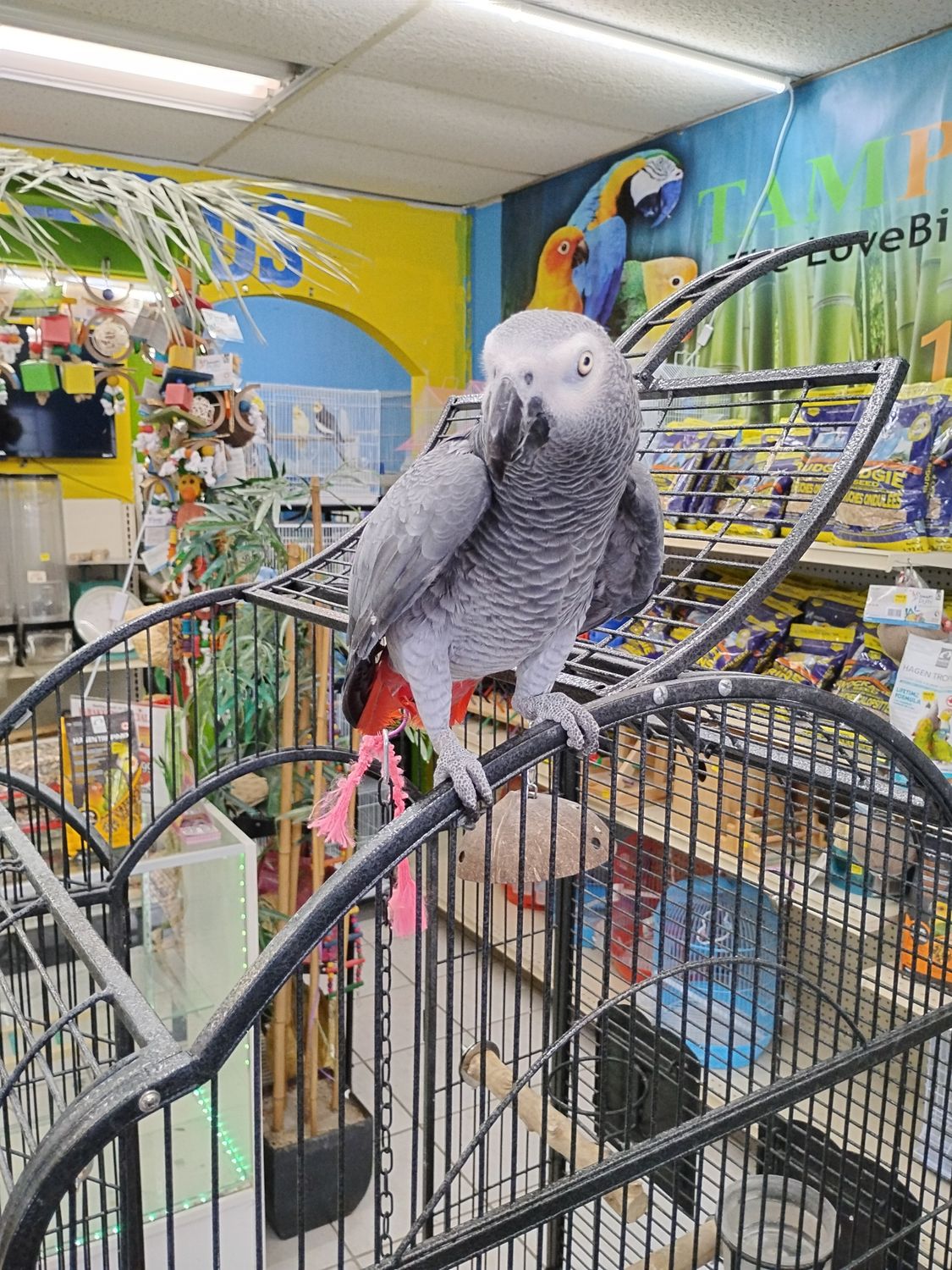 African Gray Congo Male Tame