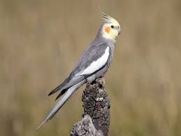 Cockatiels For Sale