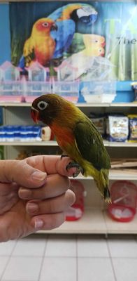 Green Fisher Lovebird