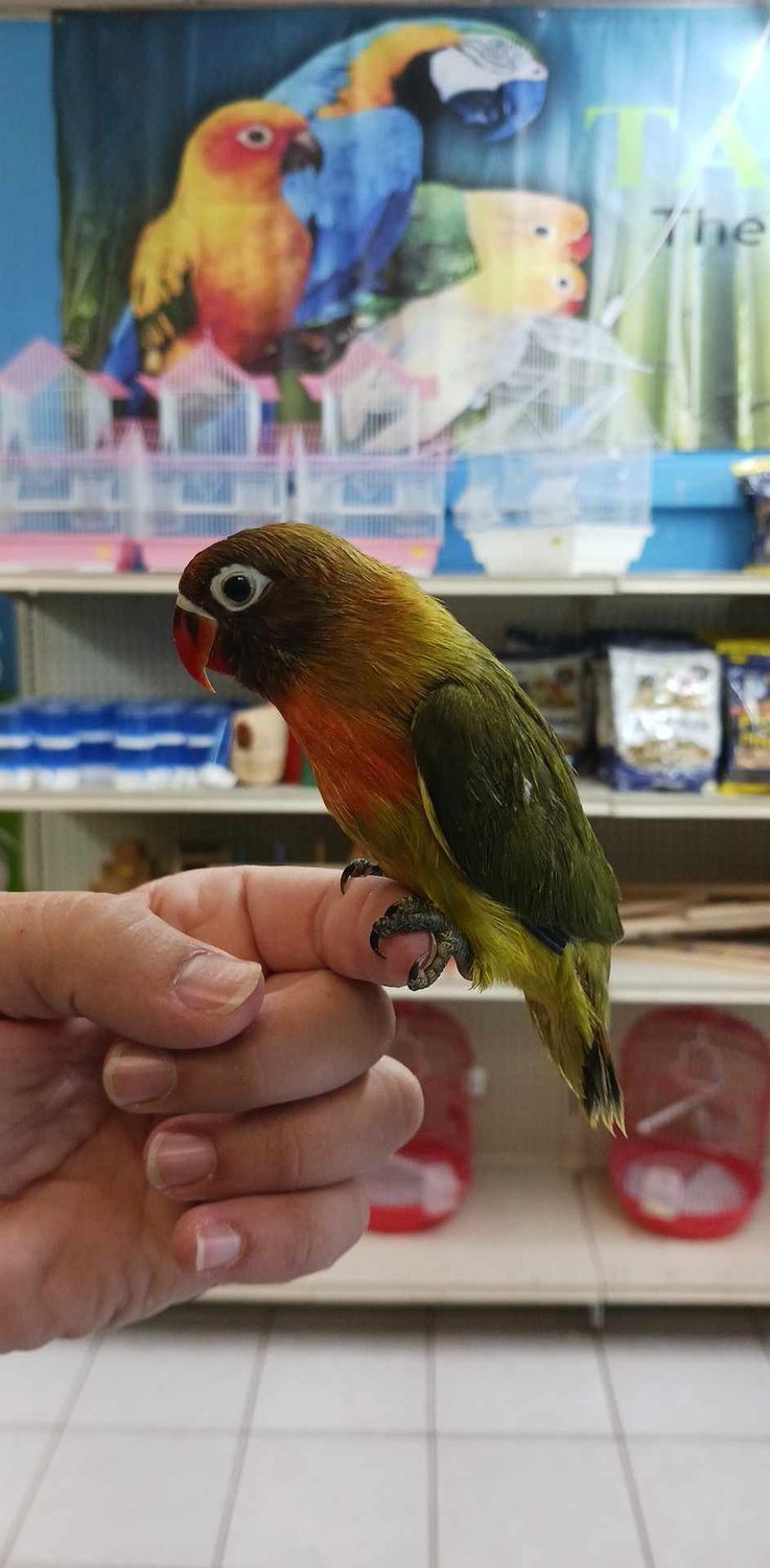 Green Fisher Lovebird