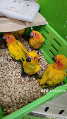 5 Baby Sun Conures Wholesale