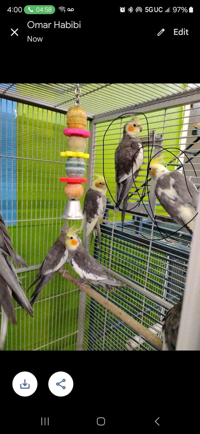 2 Cockatiel Male and Female