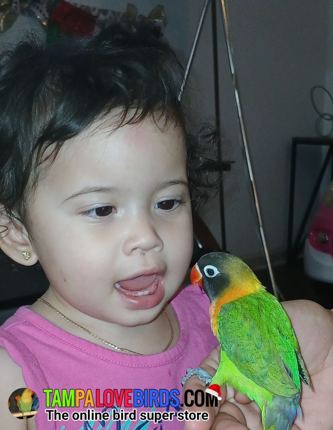 Baby Green Black Mask Lovebird Male