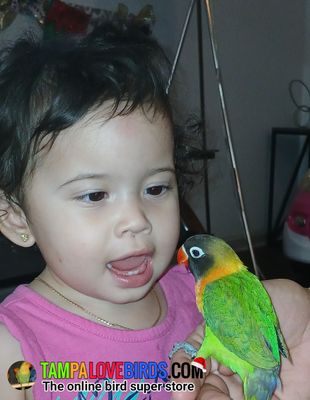 Baby Green Black Mask Lovebird Male
