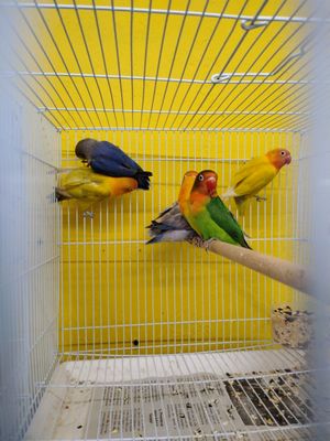 40 Fisher Lovebirds mix colors