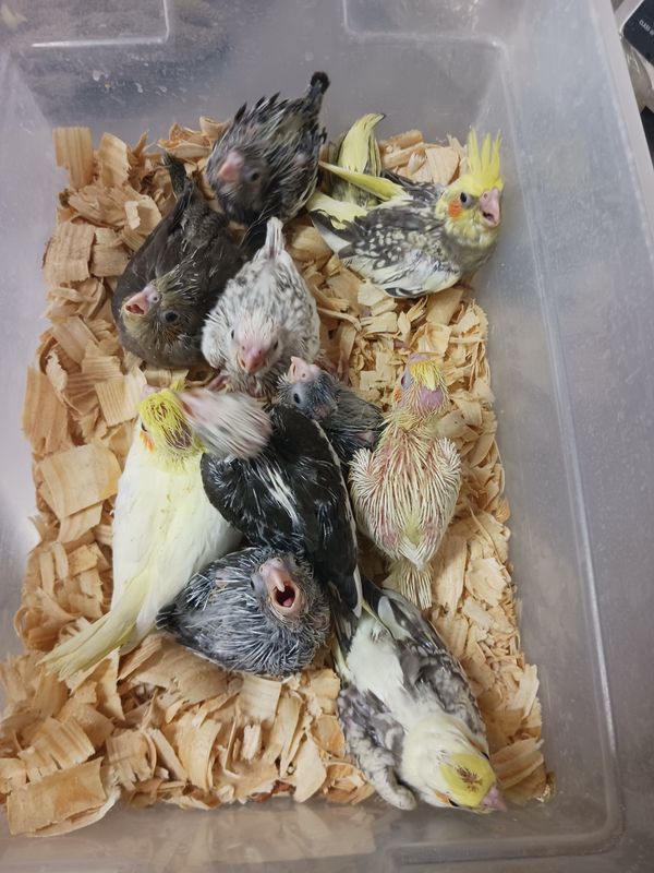 10 Cockatiels 10 Lovebirds including Delta Shipping