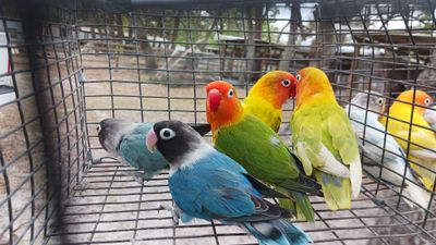 10 Lovebirds Mix Color Especial