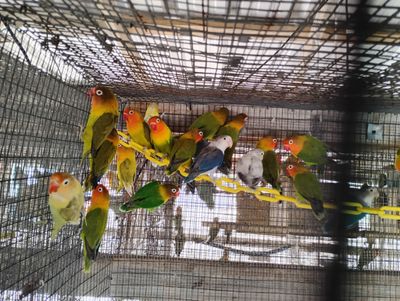 10 Lovebirds Total  - 5 Fishers &amp; 5 Peachface mix colors