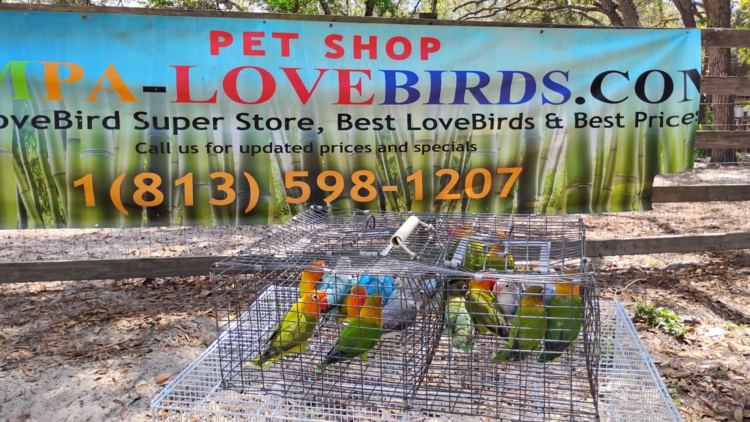 3 Pairs of Fisher Lovebirds 3 Pairs of Peachface Lovebirds