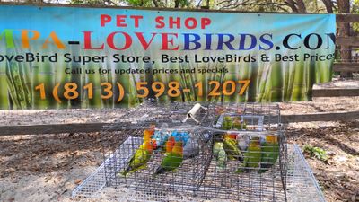 3 Pairs of Fisher Lovebirds 3 Pairs of Peachface Lovebirds