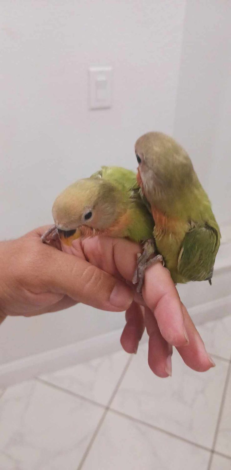 2 baby Peachface lovebirds Handfed Special