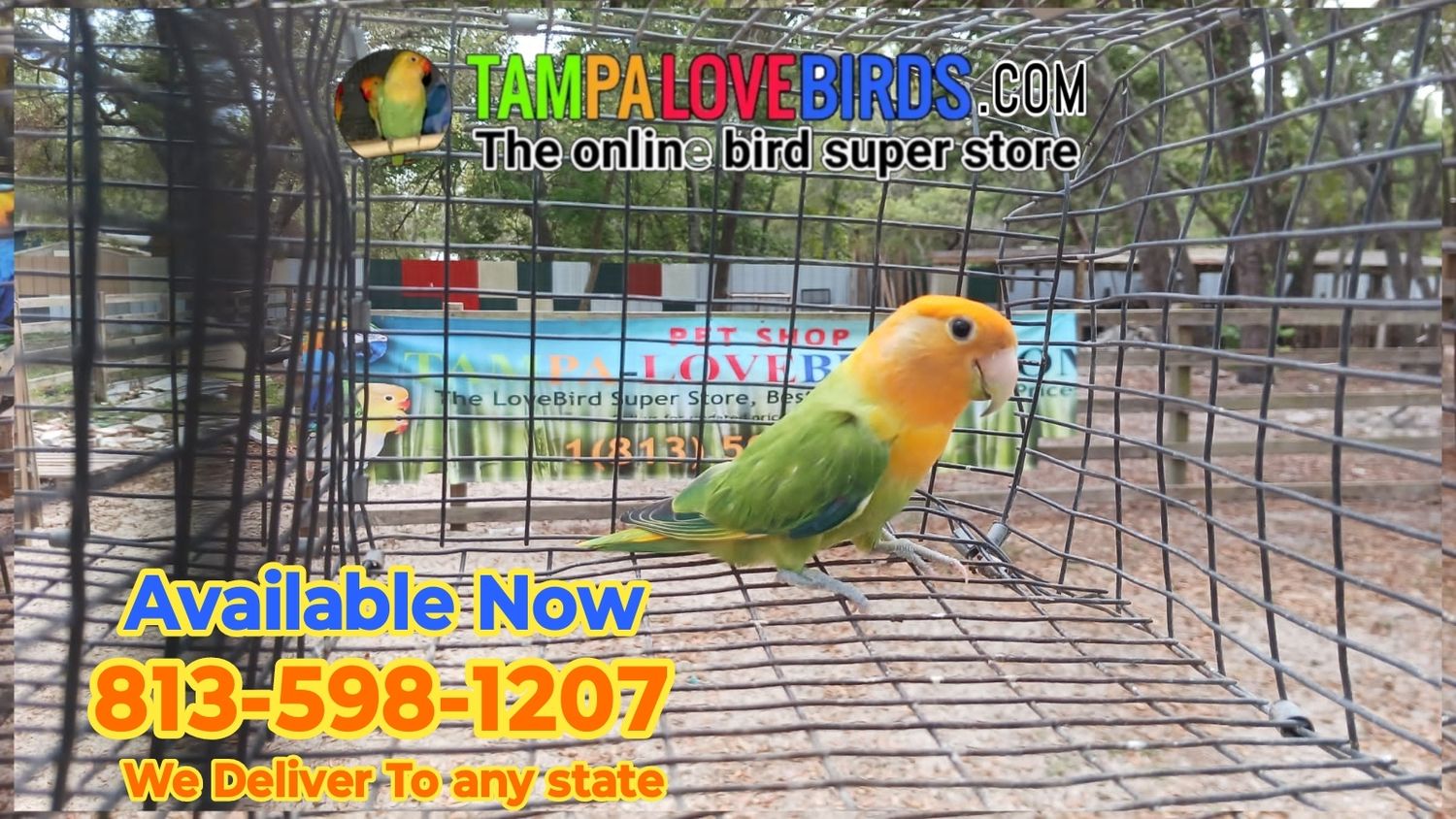 Opaline Orange Head Peachface Lovebird