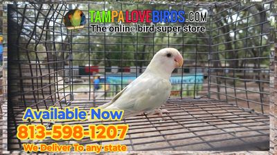 Blue Opaline Peachface Lovebird