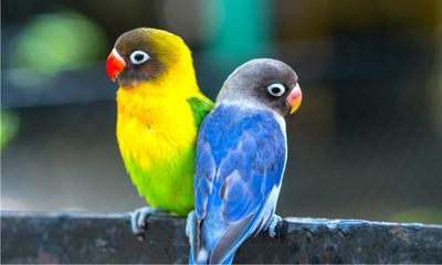 Love Bird Colors: Rarest to Most Common