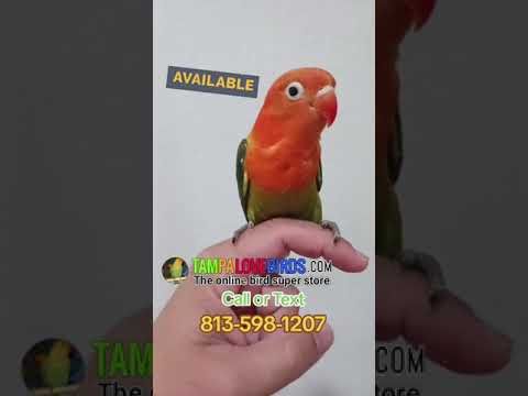 Baby Green Opaline Handfed