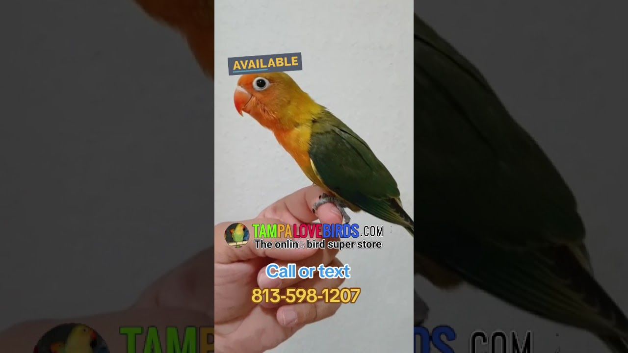 Handfed Fisher Lovebird Tame