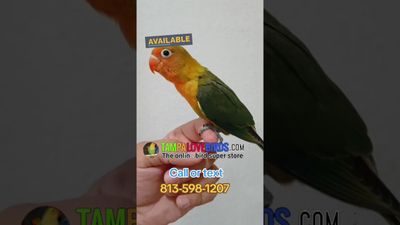 Handfed Fisher Lovebird Tame