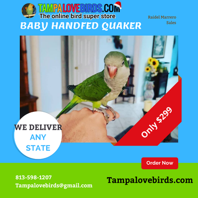 Baby quaker #1 ( unweaned ) Pre-order