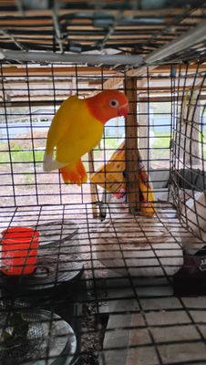 Yellow Lutino Opaline Fisher Lovebird