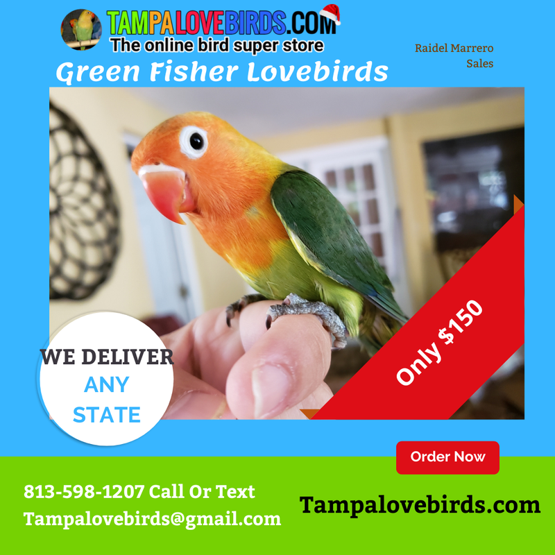 Green Orange Head Lovebird