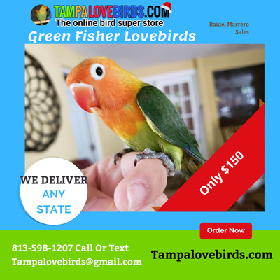 Green Orange Head Lovebird