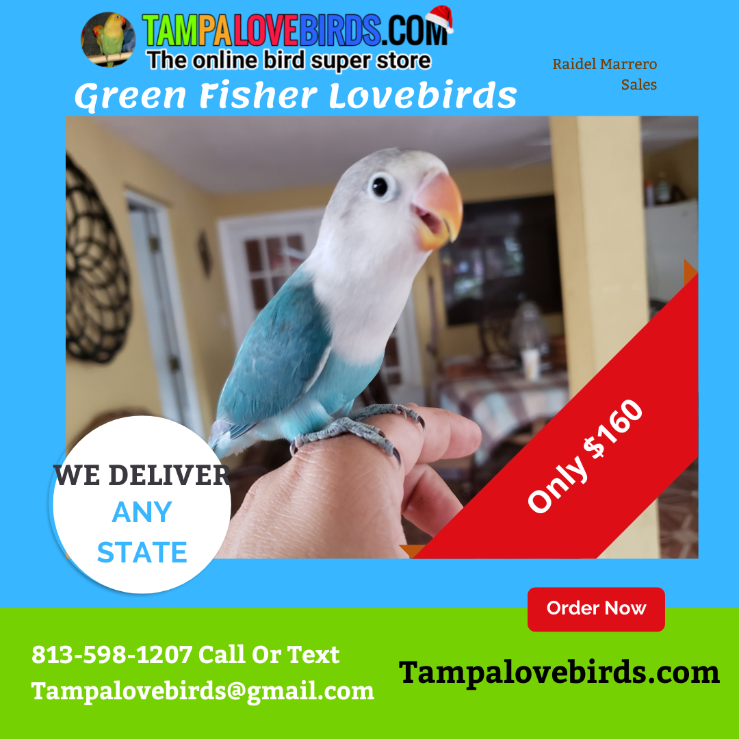 Aqua Fisher Lovebird 