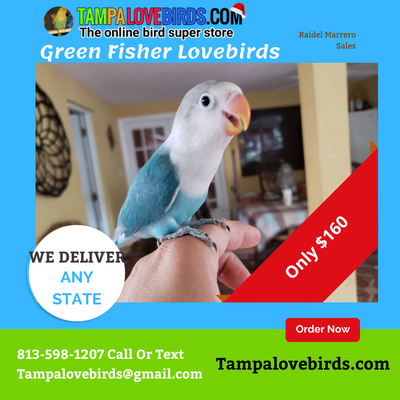 Aqua Fisher Lovebird 