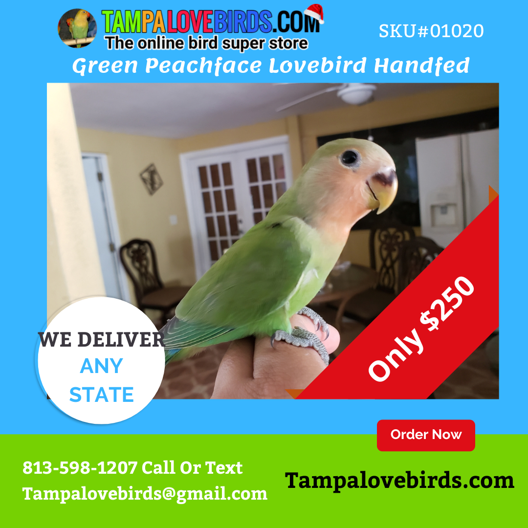 Baby green Peach Face Lovebird Handfed Tame