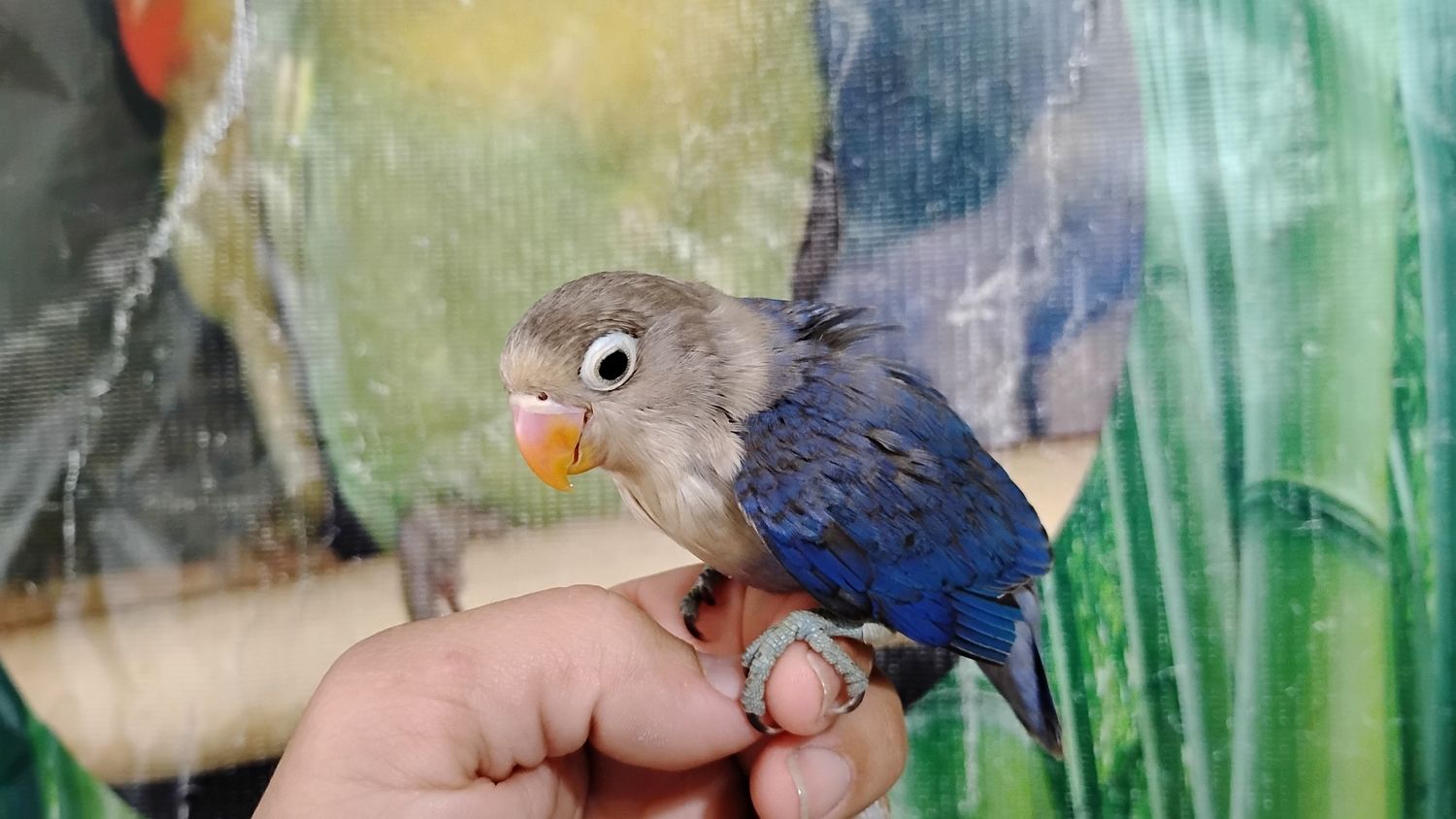 Baby blue Fisher Lovebird Handfed