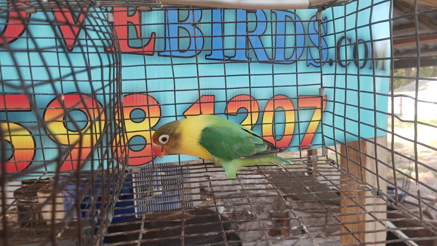 Yellow Face Black Mask Opaline Lovebird