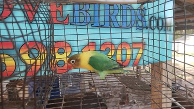 Yellow Face Black Mask Opaline Lovebird