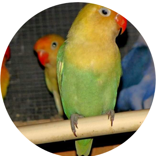 10 Lovebirds 7 Cockatiels including shipping