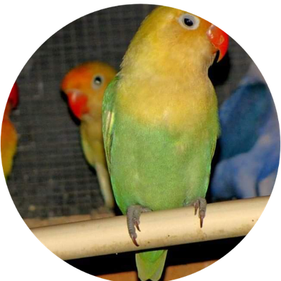 10 Lovebirds 7 Cockatiels including shipping