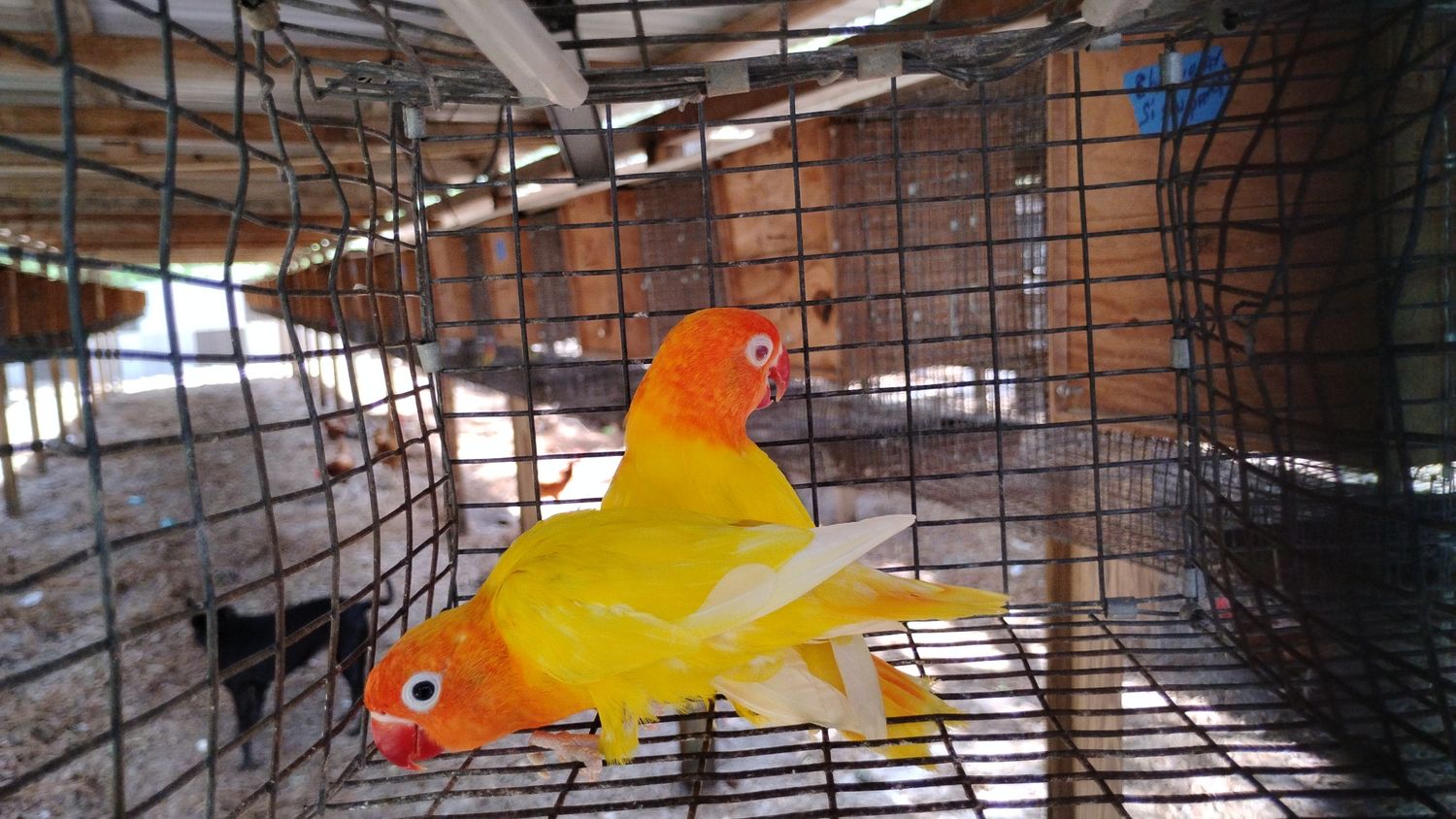 4 Opaline Pair &amp; 1 Albino &amp; Black mask opaline with Delta shipping