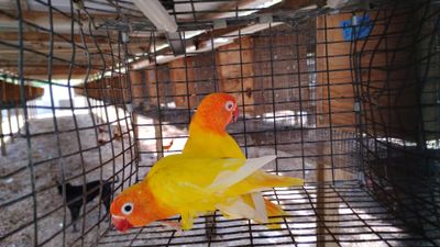 4 Opaline Pair &amp; 1 Albino &amp; Black mask opaline with Delta shipping